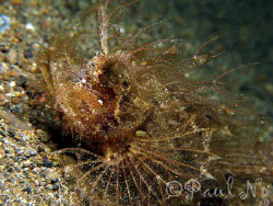 Ambon scorpionfish - Balai Resort House Reef - Anilao Bat... by Paul Ng 